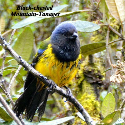 Black-chested Mountain-Tanager